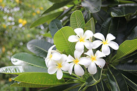 PG�齫������Ѱ�����-pg�齫�����������°��ȫ-��ɫ��Դ��